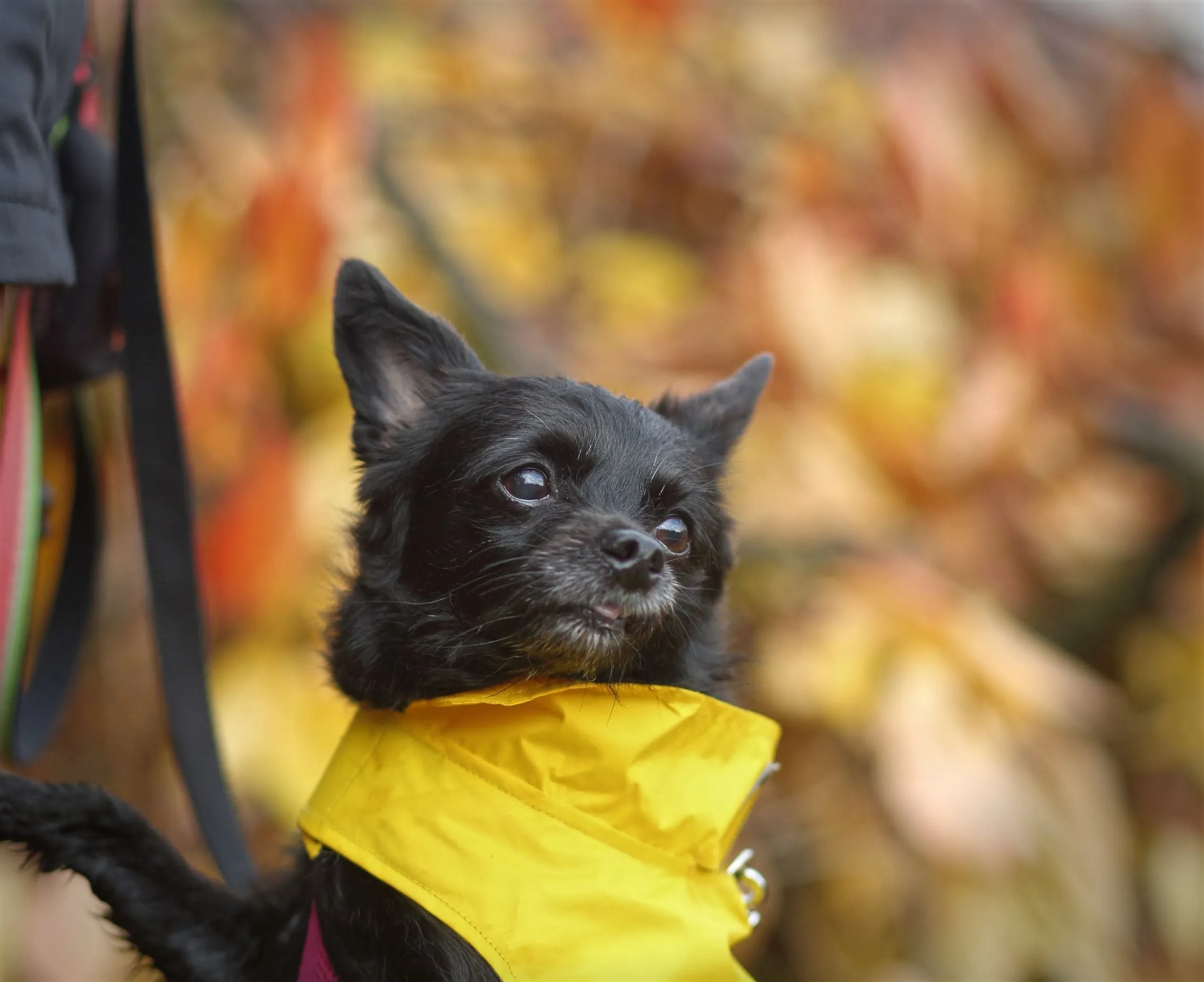 Dog Rain Jacket